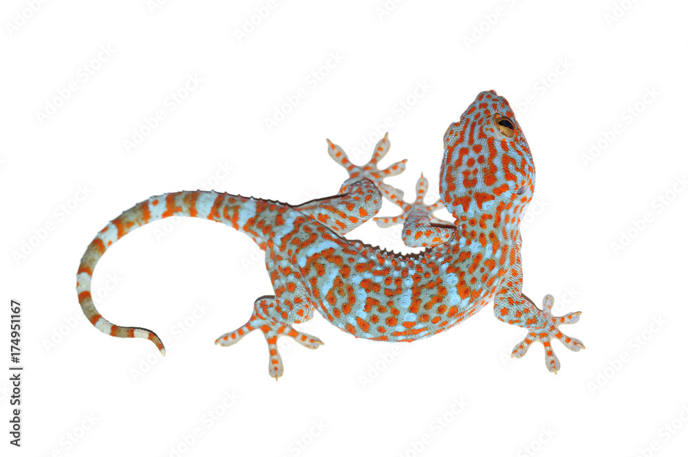 Fototapeta premium gekon na białym tle biały ze ścieżką przycinającą