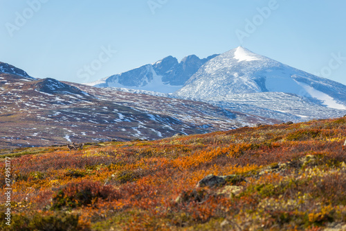 Dovrefjell Nationalpark, Norwegen