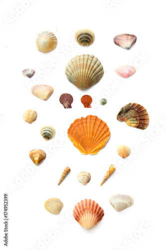 Collection of seashells on white