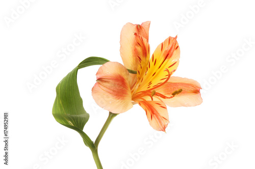 Yellow and orange alstroemeria flower