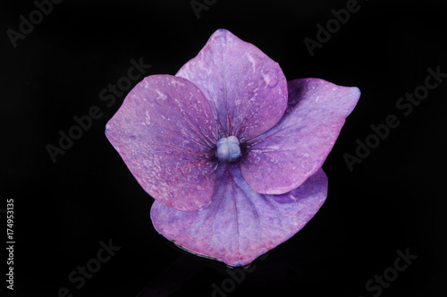 Purple hydrangea flower against black