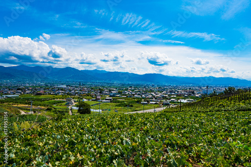 Katsunuma Vineyard with Town View – Scenic Landscape of Kofu Basin