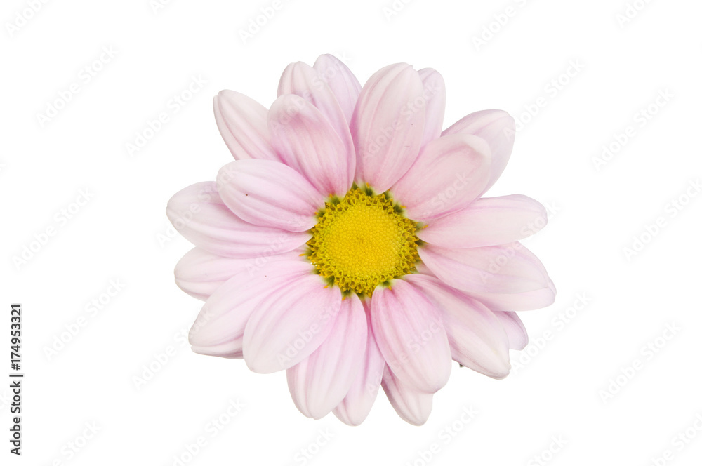 Lilac chrysanthemum flower