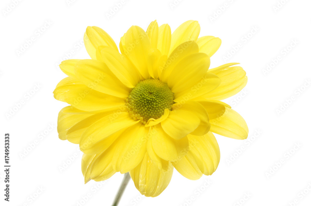 Yellow chrysanthemum closeup Yellow chrysanthemum closeup