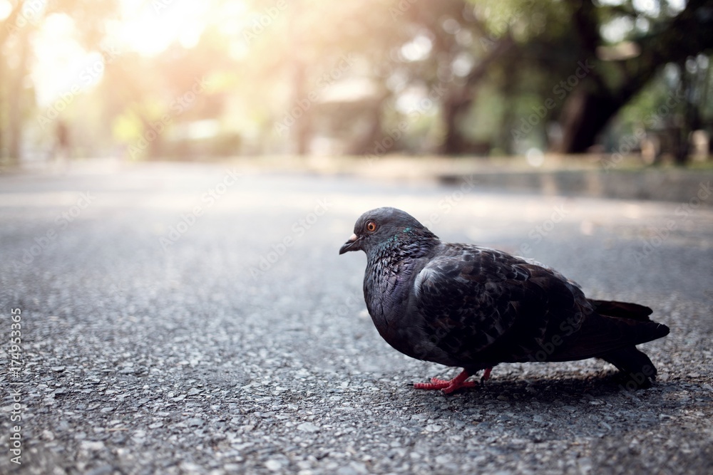 Pigeons on the road in the morning sunlight. Pigeons on the road in the morning sunlight.