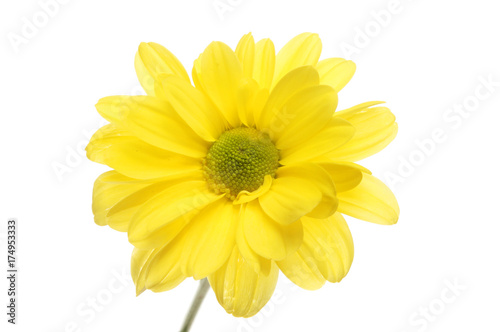 Yellow chrysanthemum closeup