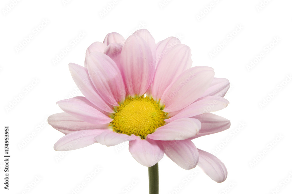 Pale pink chrysanthemum