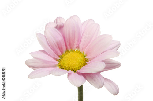 Pale pink chrysanthemum