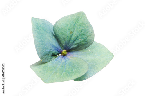 Single hydrangea flower