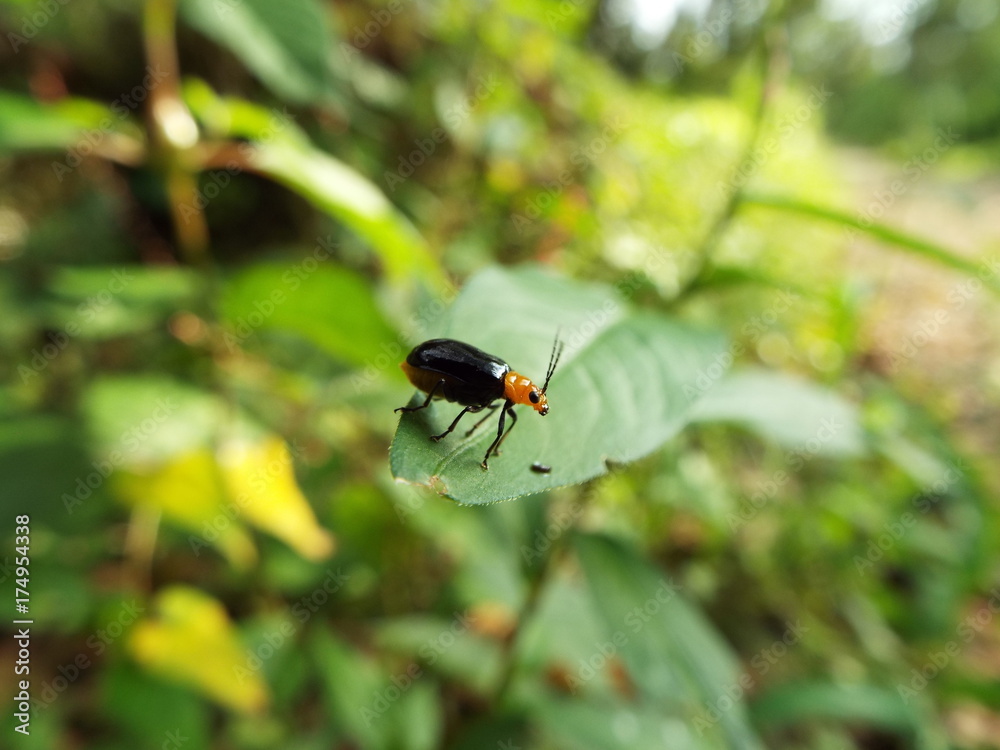 クロウリハムシ leafbeetle クロウリハムシ leafbeetle