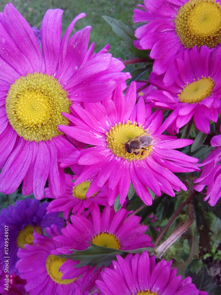 Obraz premium Pink flowers daisy bee