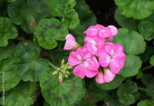 Pinto pink zonale geranium or pelargonium flowers with green 