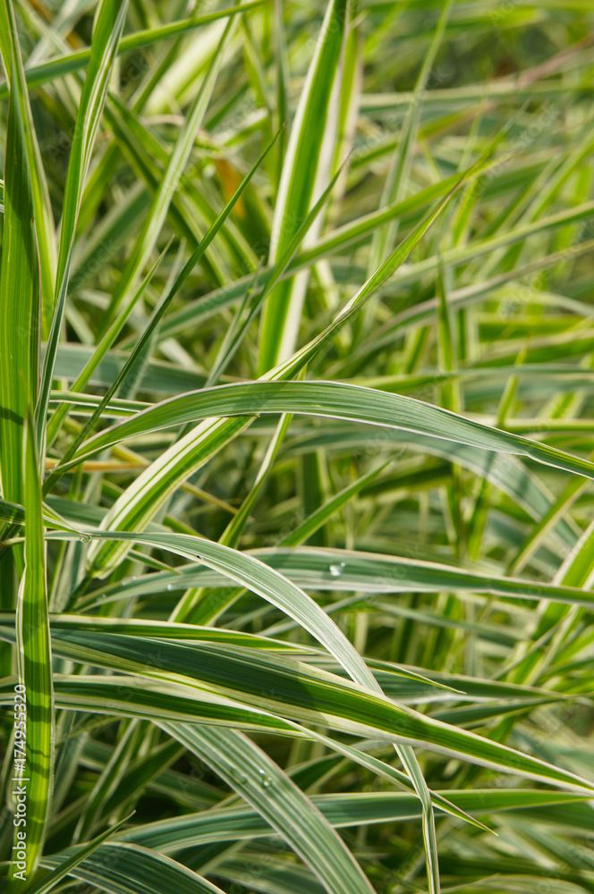 Phalaris arundinacea picta or gardener's garters striped white and green grass Phalaris arundinacea picta or gardener's garters striped white and green grass