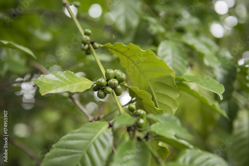 Wallpaper Mural coffee tree ,arabica coffee Torontodigital.ca