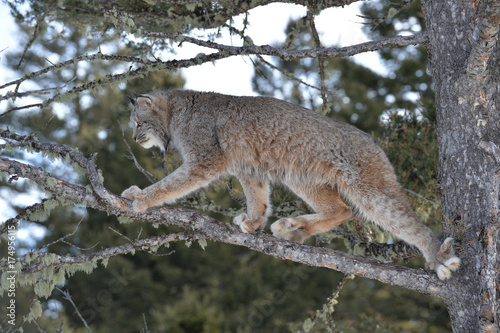 lynx in the tree 