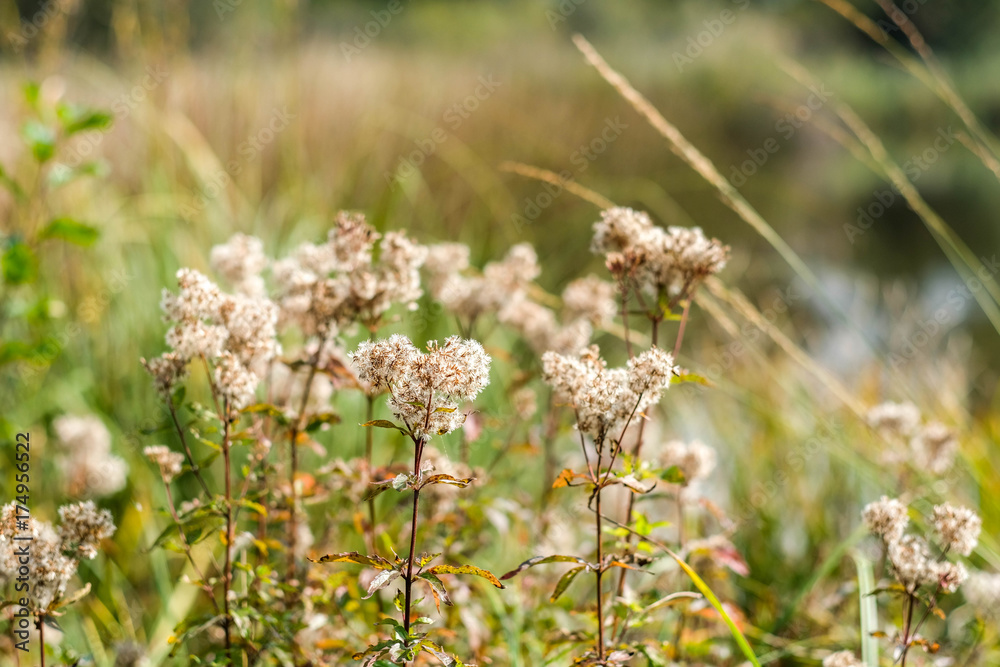 Fauna und Flora