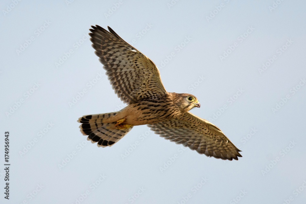 Fototapeta premium Common Kestrel in flight