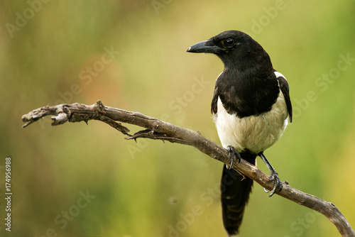 Magpie sits on a stick on a beautiful background photo