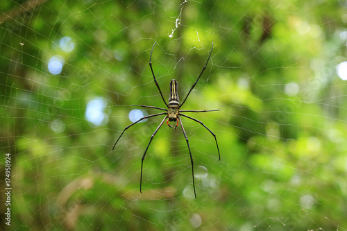 large spider on its web in the national park of Saraburi province, Thailand 