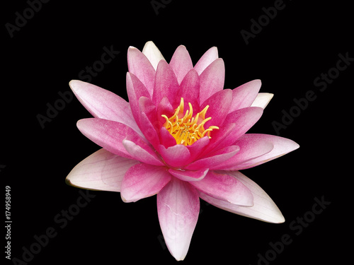 water, lily, isolated, background, black, lotus, flower, white, nature, floral, beauty, beautiful, plant, pink, summer, flora, closeup, bloom, blooming, waterlily, pattern, natural, petal, exotic, flo