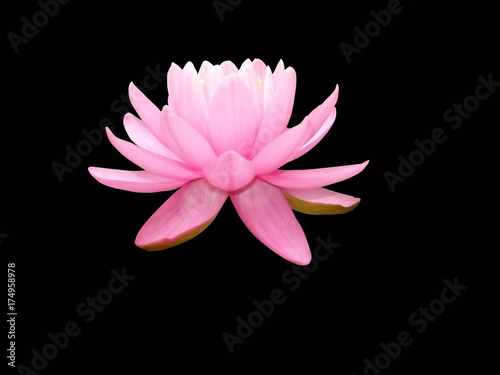 water  lily  isolated  background  black  lotus  flower  white  nature  floral  beauty  beautiful  plant  pink  summer  flora  closeup  bloom  blooming  waterlily  pattern  natural  petal  exotic  flo