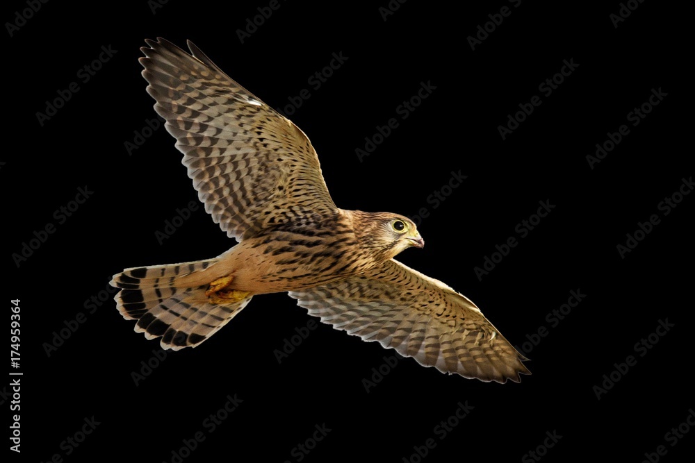 Fototapeta premium Kestrel in flight isolated on black background