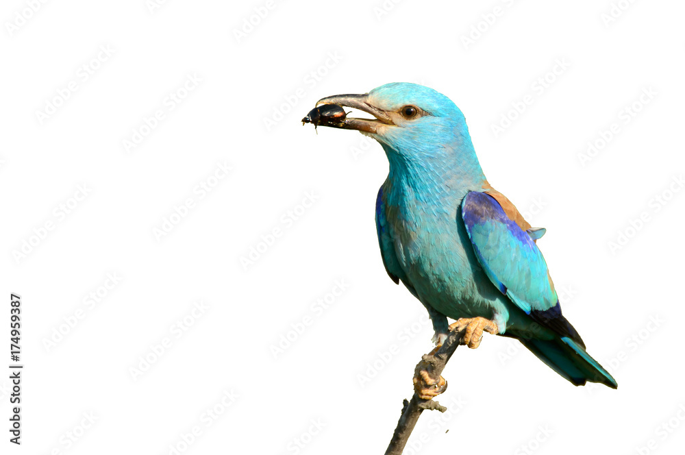 Roller sat on a stick with prey isolated on white background Roller sat on a stick with prey isolated on white background