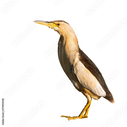 Little bittern stands on an isolated background
