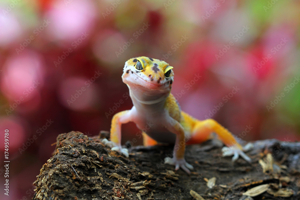 Fototapeta premium Piękna jaszczurka gekonowa