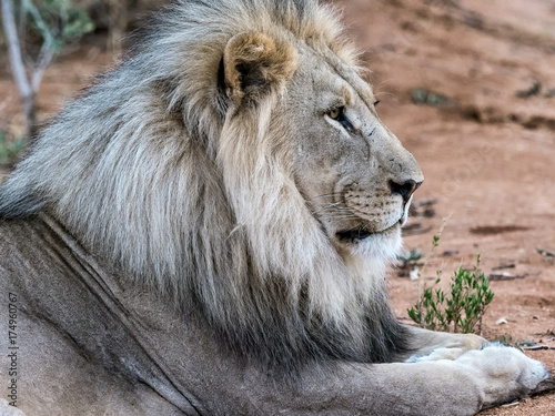 portrait of a lion