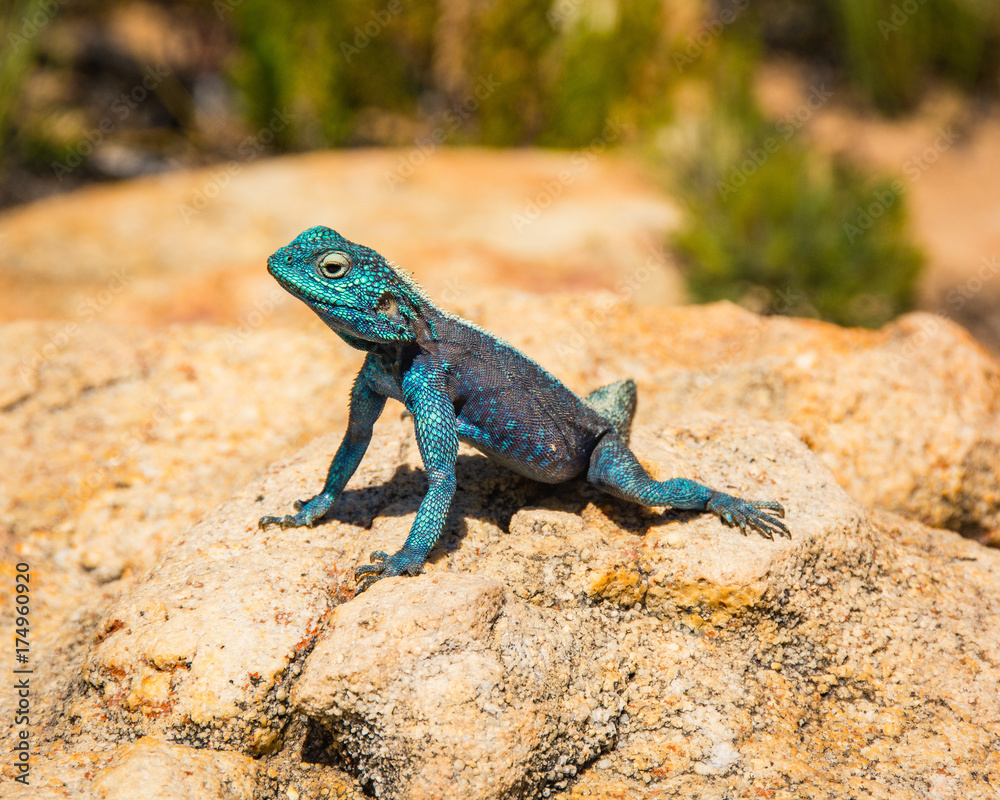 Rock Agama lizard in the Cederberg Wilderness Area, South Africa Rock Agama lizard in the Cederberg Wilderness Area, South Africa