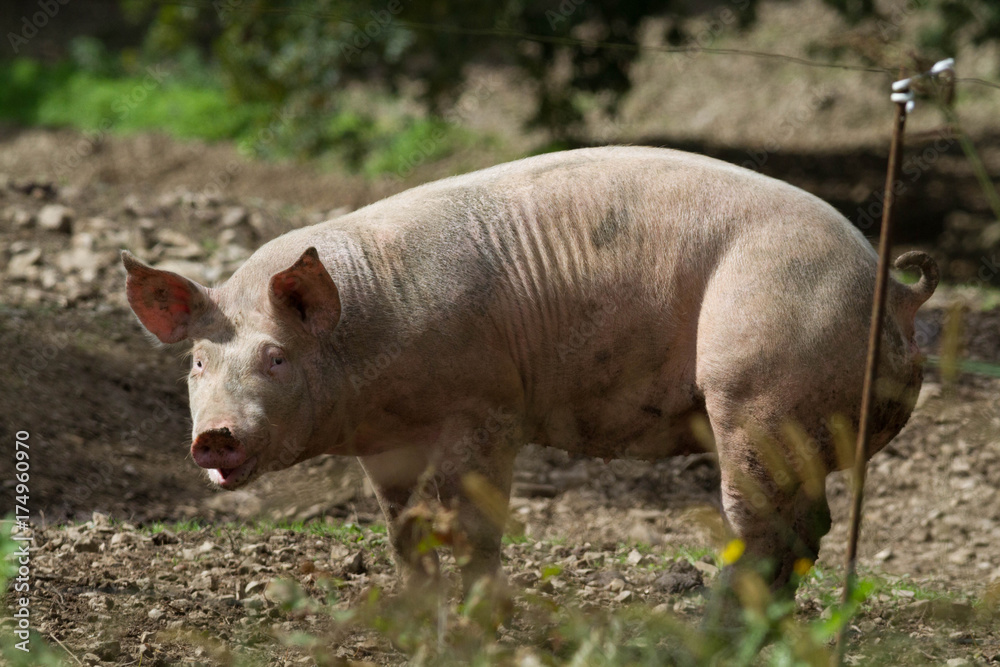 cochon