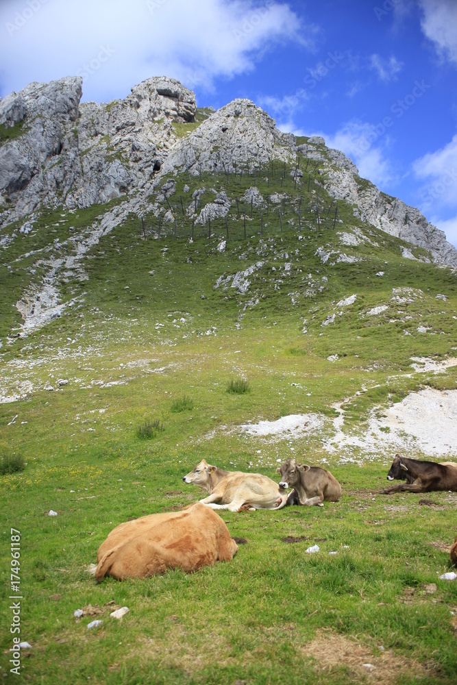 Cows and mountain