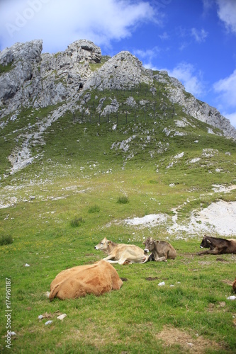Cows and mountain © Travel_IR