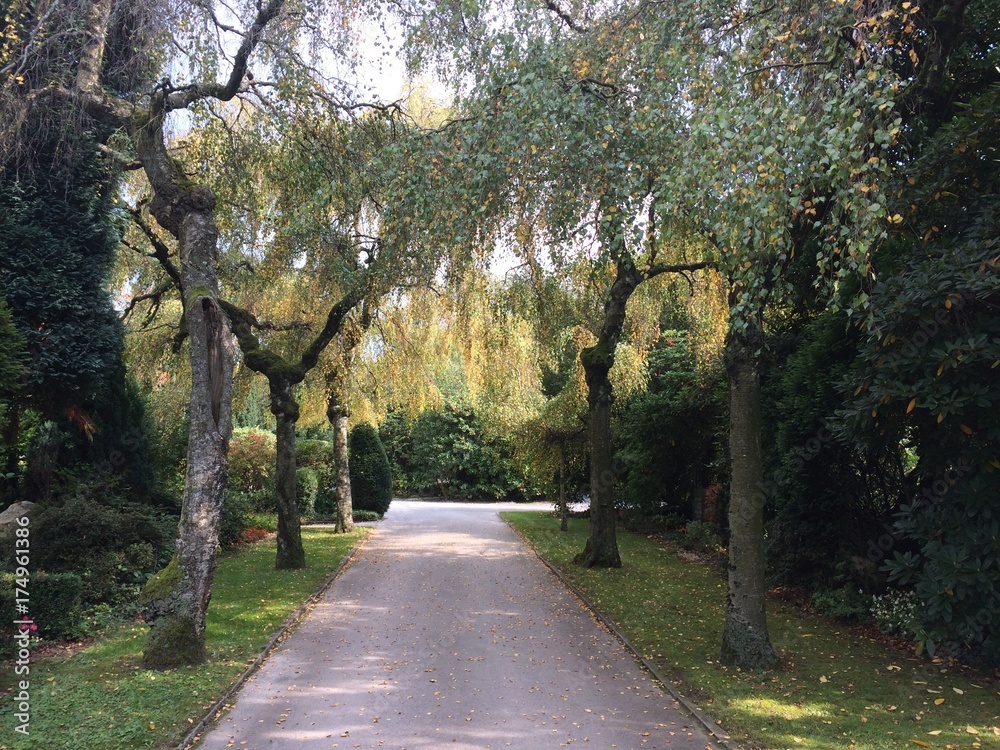 Fototapeta premium Trauerweiden auf dem Friedhof