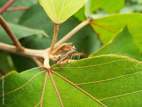 ツマグロスケバ leaf beetle