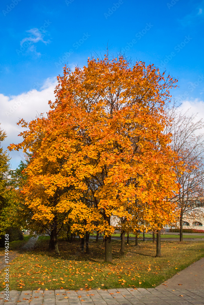 Beautiful orange leaves on a maple tree furring the fall time