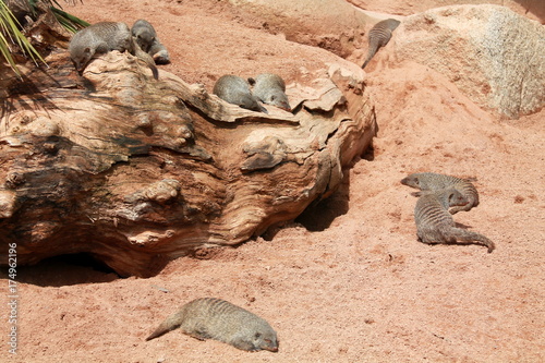 familia de hurones