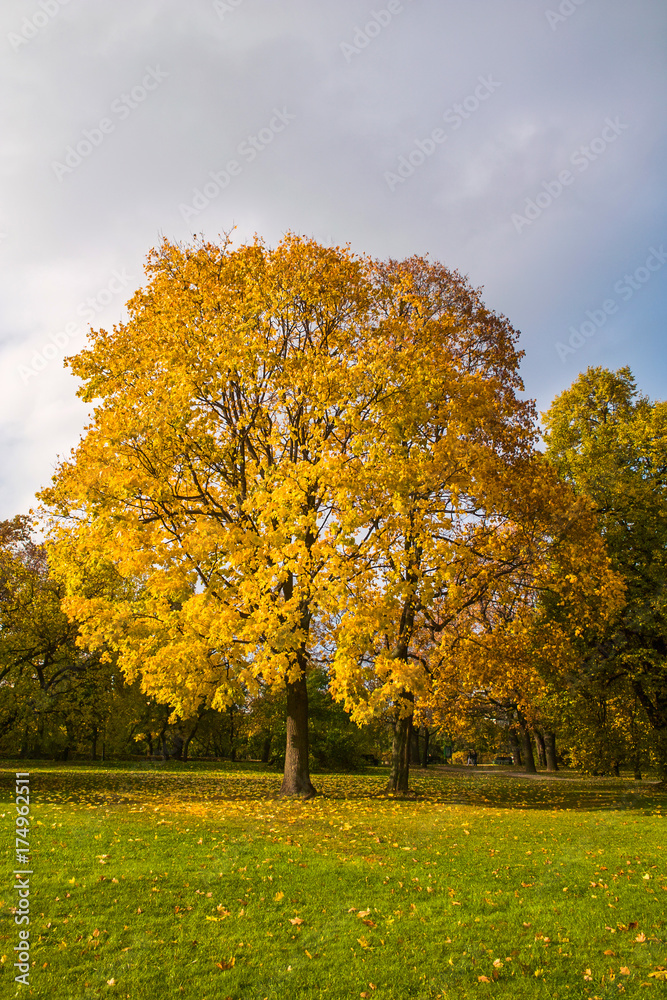Beautiful yellow leaves on a maple tree furring the fall time