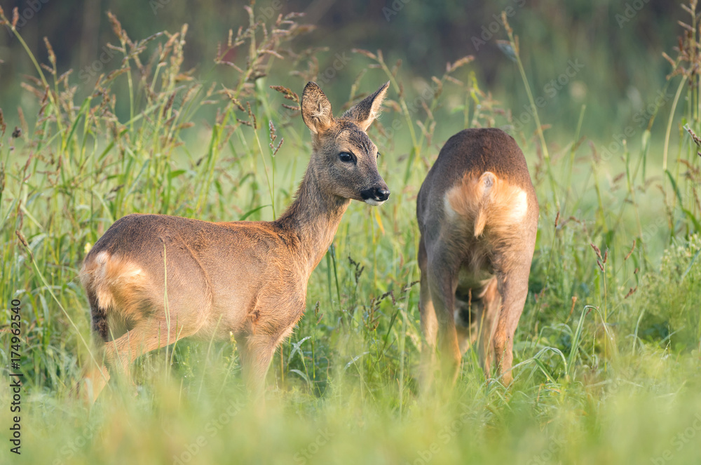 Two wild roe deers grazing in a field Two wild roe deers grazing in a field