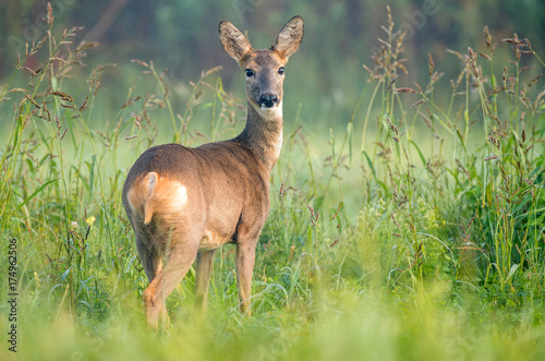 Wild female roe deer in a field, looking at the camera