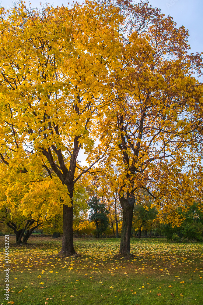 Beautiful yellow leaves on a maple tree furring the fall time Beautiful yellow leaves on a maple tree furring the fall time