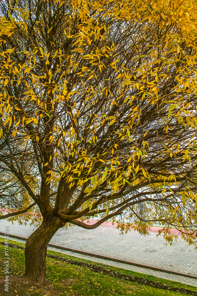 Fototapeta premium Autumn trees