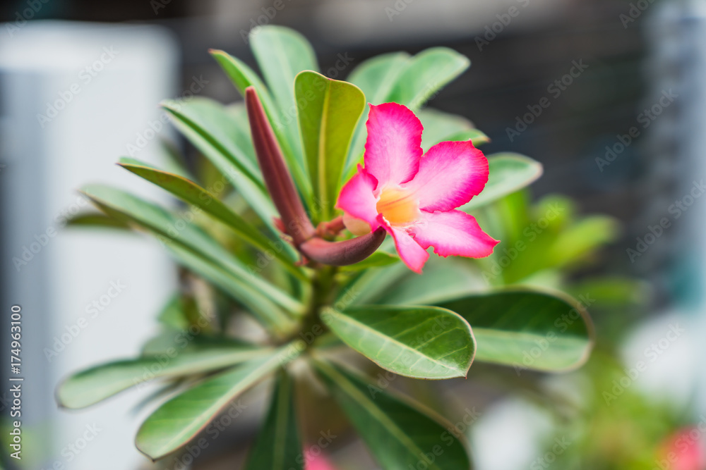 Fototapeta premium Beautiful Pink Flower close up
