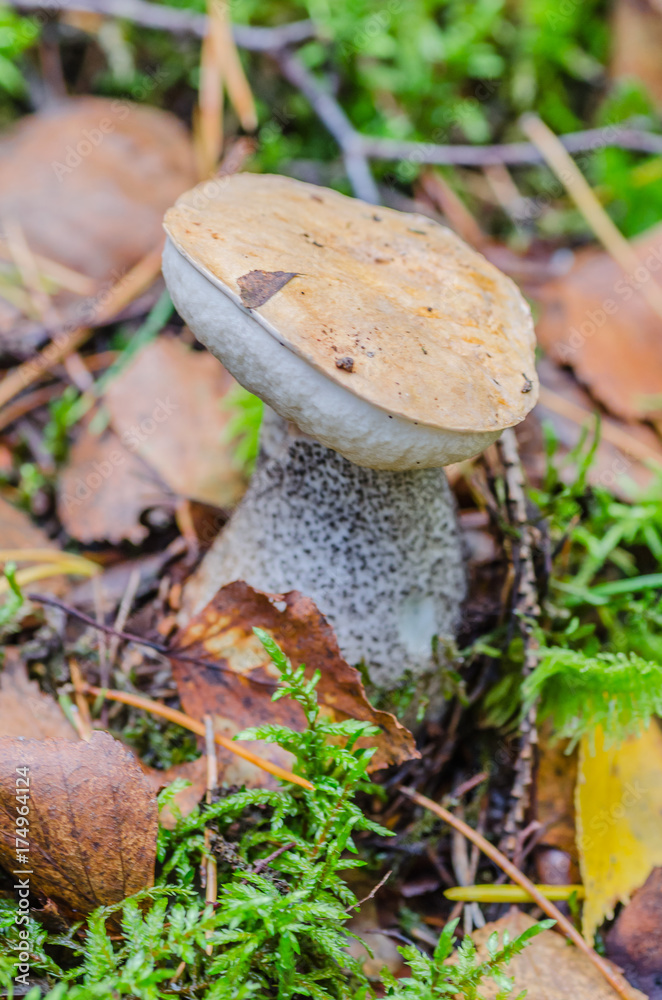 beautiful mushroom grows in the autumn fairy forest, among the trees of moss, grass and leaves beautiful mushroom grows in the autumn fairy forest, among the trees of moss, grass and leaves