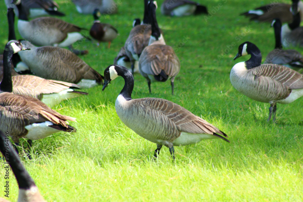Geese