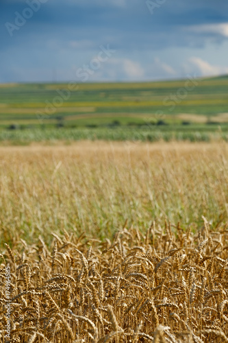 Grain field below cloudy sky