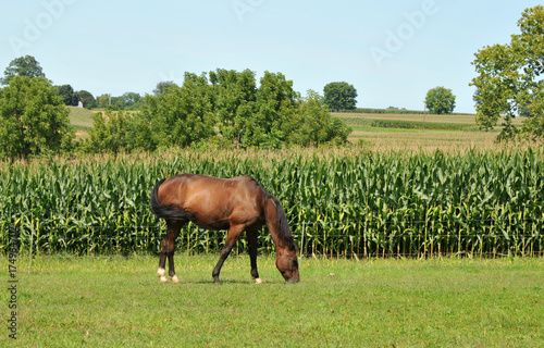 Amish Horse