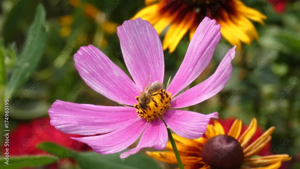 Honey Bee Collecting Nectar From a Flower of Garden Cosmos Honey Bee Collecting Nectar From a Flower of Garden Cosmos
