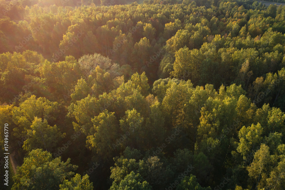 Aerial view of wild park in september at sunset time